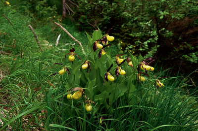 a la rencontre des orchidées sauvages de rhône-alpes