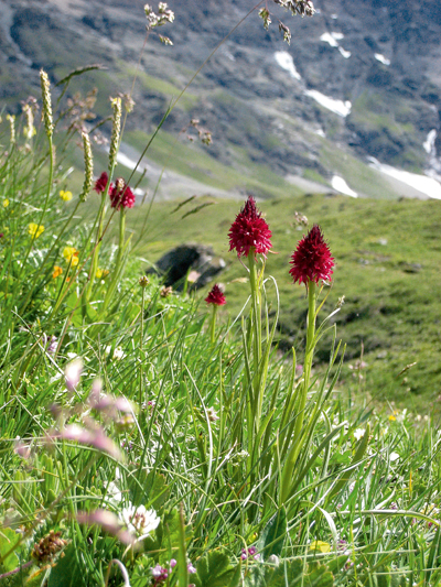 a la rencontre des orchidées sauvages de rhône-alpes