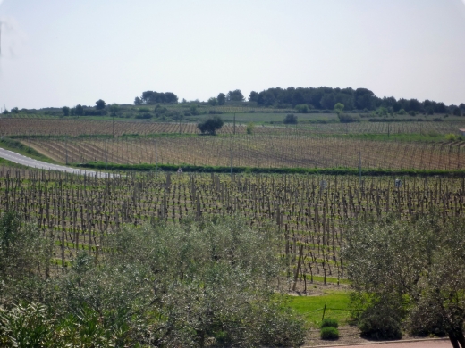 Domaines Paul Mas, vins du Languedoc