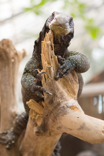 Drôme, Ferme aux crocodiles